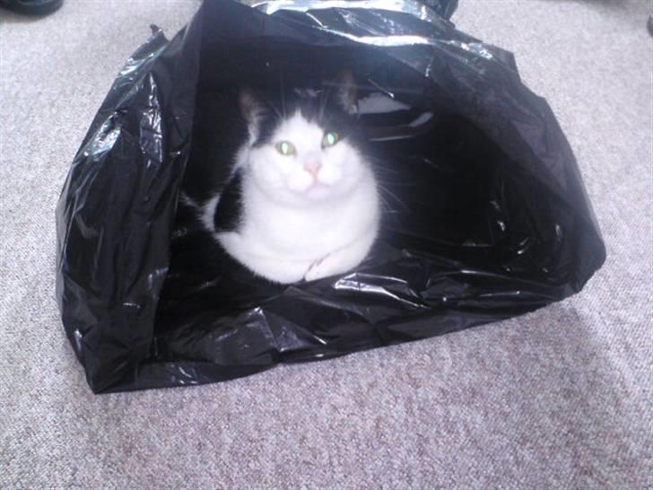 Huskat Protus billede 6