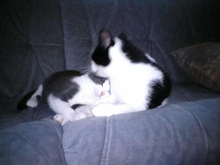 Huskat Protus - Omsorgsfuld.. :D billede 7