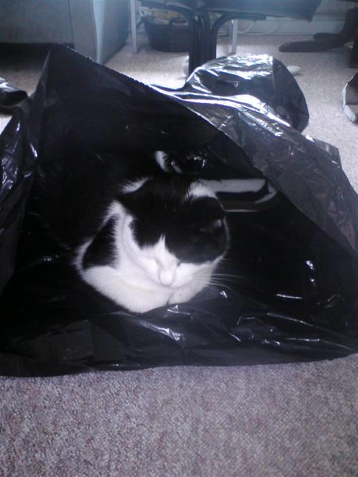 Huskat Protus billede 8