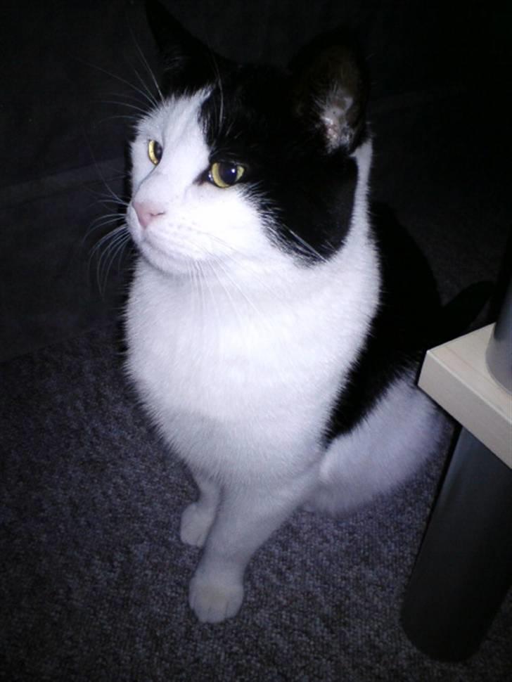 Huskat Protus billede 9