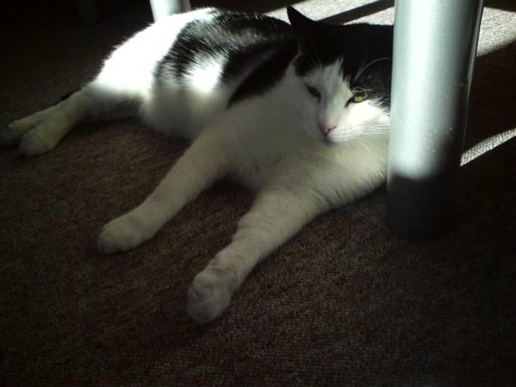 Huskat Protus billede 10