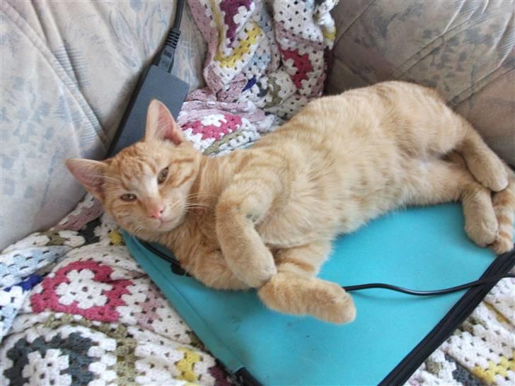 Huskat Red Dæmon billede 1