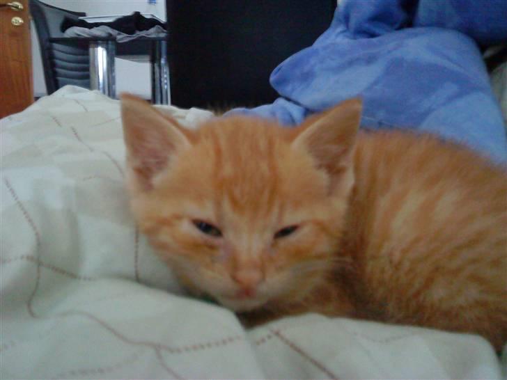 Huskat Red Dæmon - jeg sov!!! billede 3