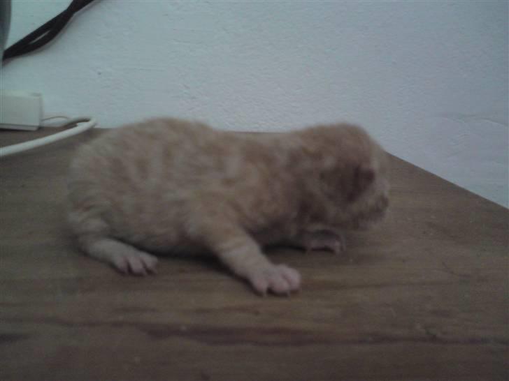 Huskat Red Dæmon - så lille var jeg da jeg blev født..  billede 4