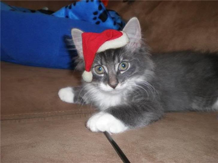 Norsk Skovkat R.I.P Sinus billede 1