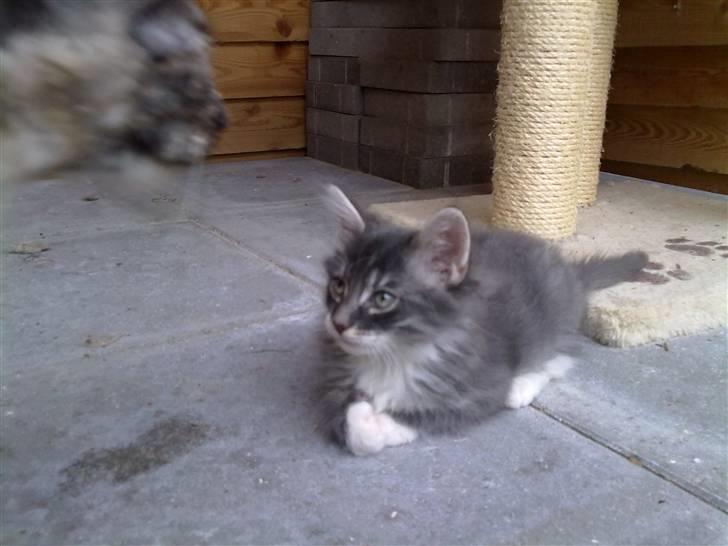 Norsk Skovkat R.I.P Sinus billede 2