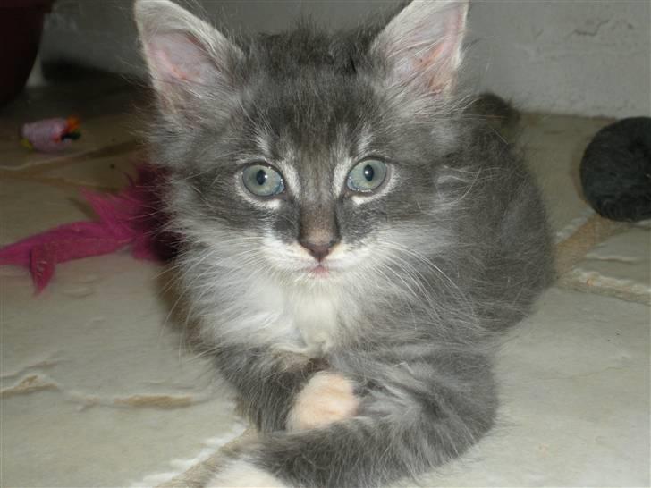 Norsk Skovkat R.I.P Sinus billede 3