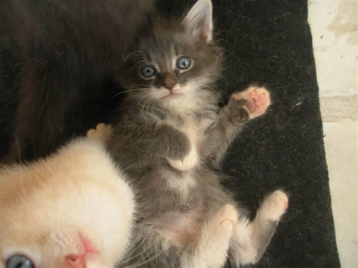 Norsk Skovkat R.I.P Sinus billede 4