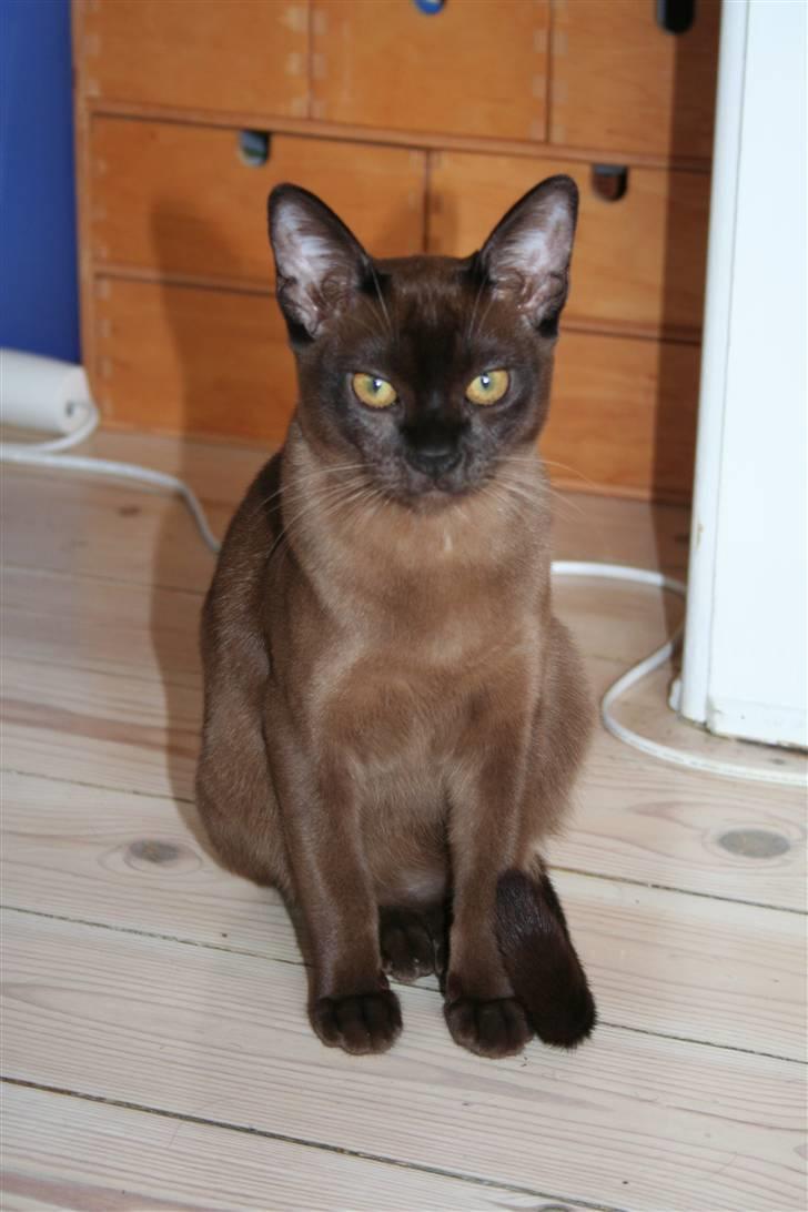 Burmeser DK Caranso's brun Aya billede 1