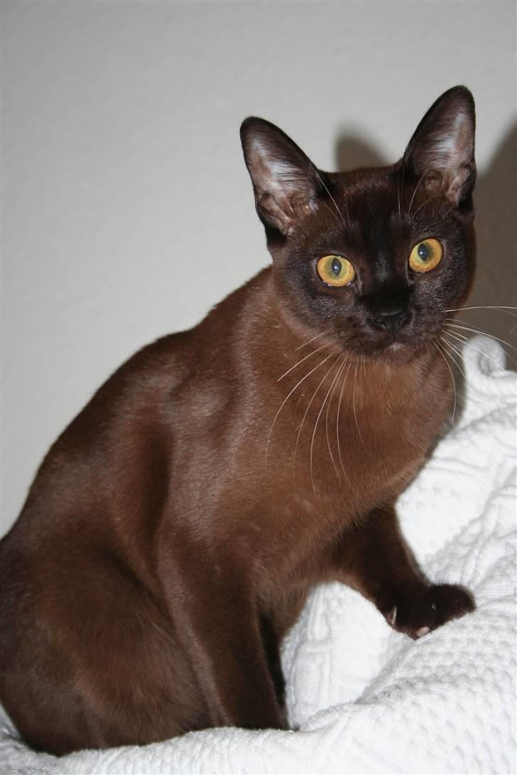 Burmeser DK Caranso's brun Aya billede 2