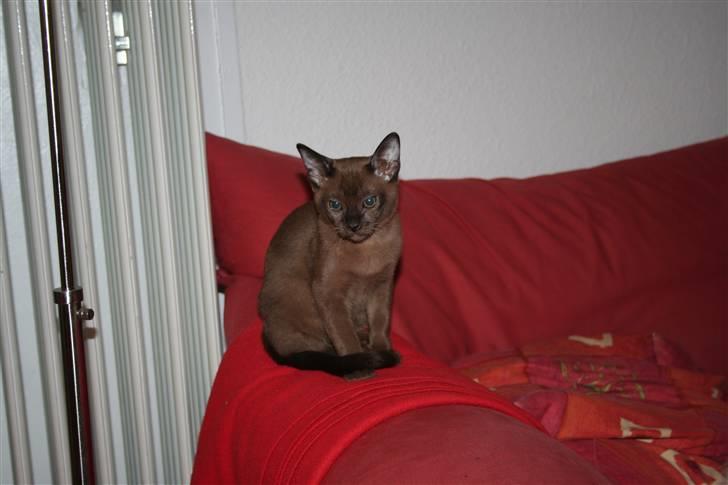 Burmeser DK Caranso's brun Aya - Som Lille :) billede 3