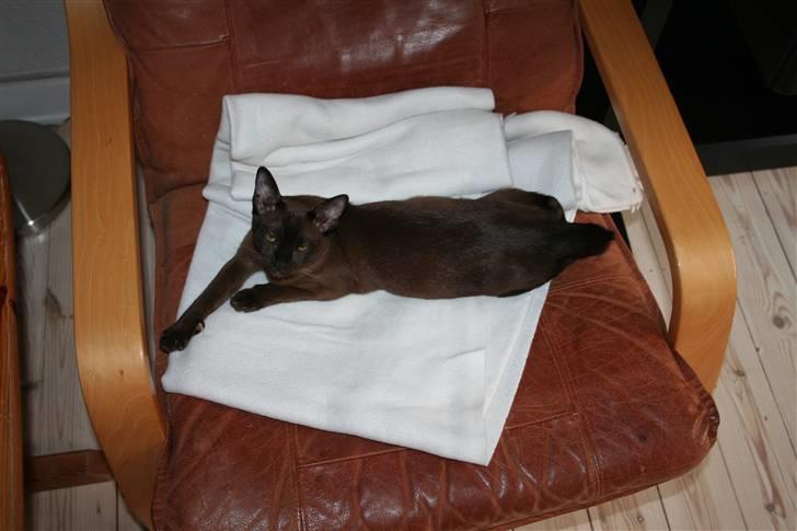 Burmeser DK Caranso's brun Aya billede 4