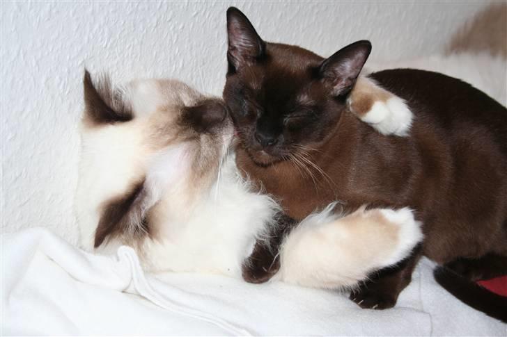 Burmeser DK Caranso's brun Aya billede 5