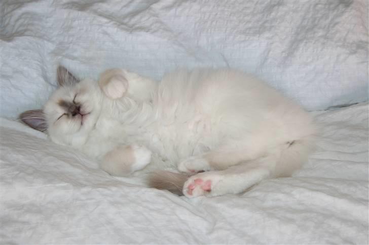 Hellig Birma Skovoys Lea billede 1