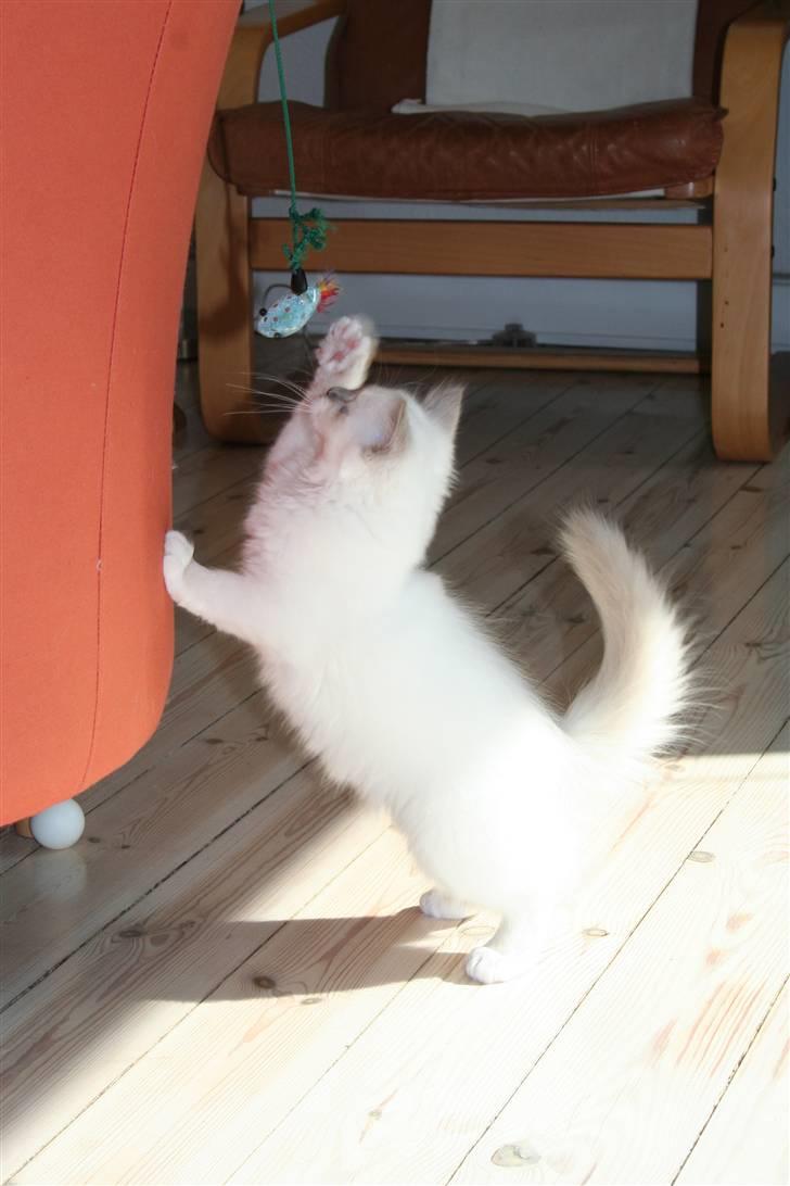 Hellig Birma Skovoys Lea billede 2