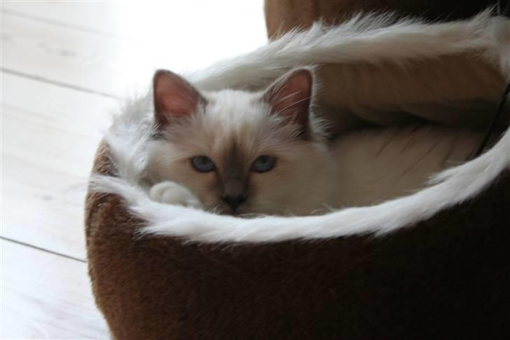 Hellig Birma Skovoys Lea billede 3