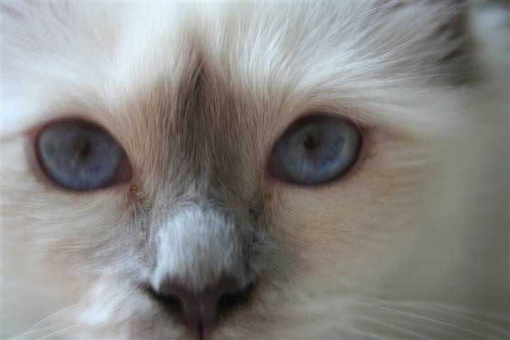 Hellig Birma Skovoys Lea billede 4