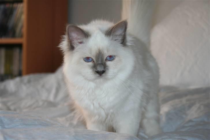 Hellig Birma Skovoys Lea billede 5