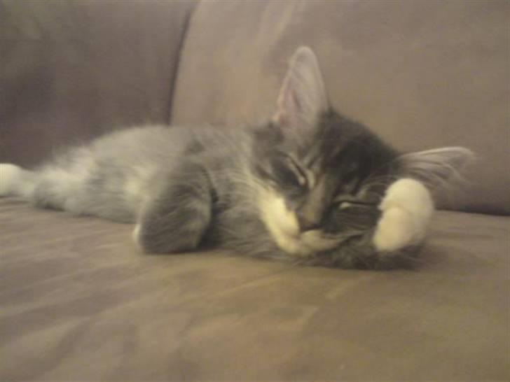 Norsk Skovkat R.I.P Sinus billede 5