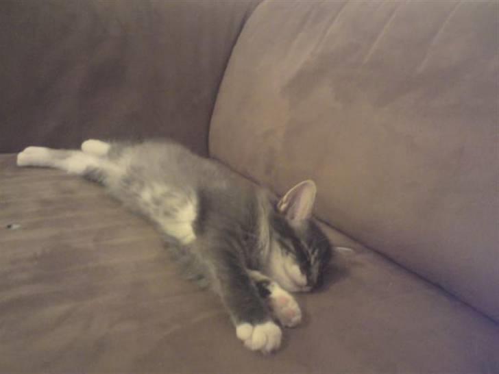 Norsk Skovkat R.I.P Sinus billede 6