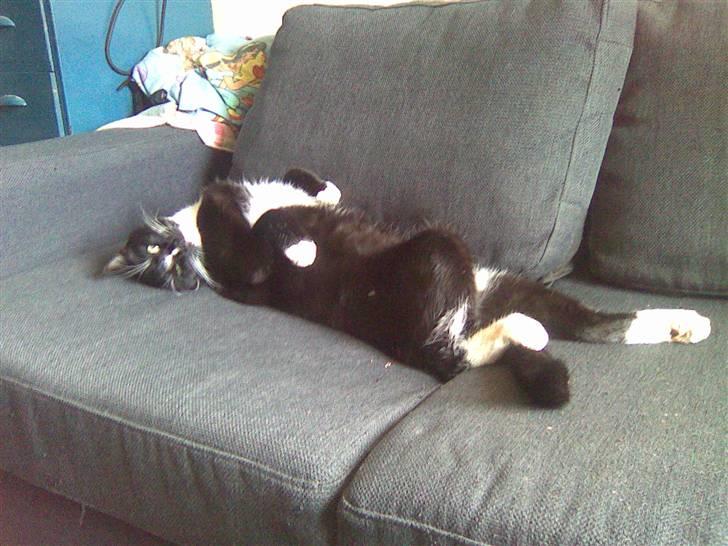 Huskat missen - sjov måde du ligger på kat.... hi hi billede 15