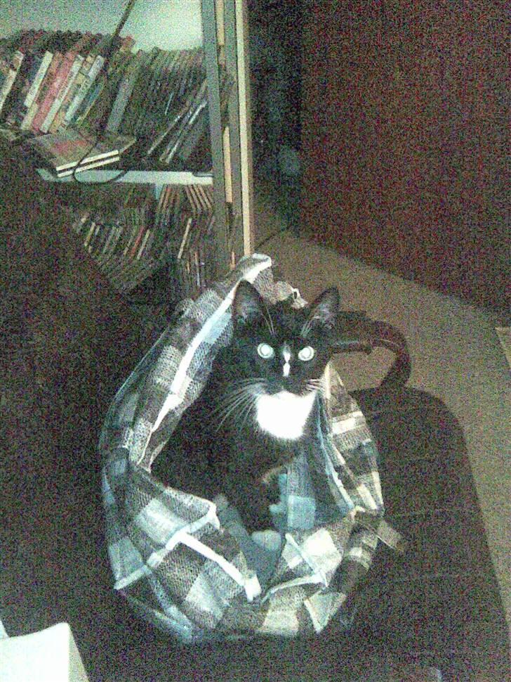 Huskat missen - er det mig du snakker til mor.... billede 16