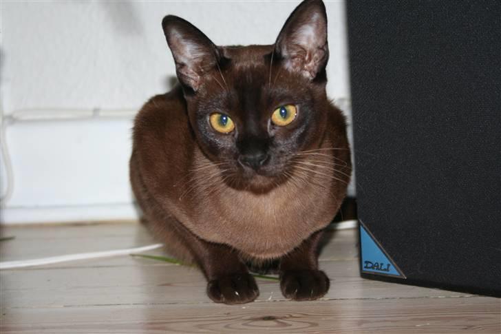 Burmeser DK Caranso's brun Aya billede 6