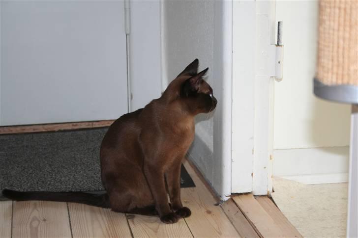 Burmeser DK Caranso's brun Aya billede 7