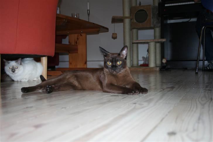 Burmeser DK Caranso's brun Aya billede 8