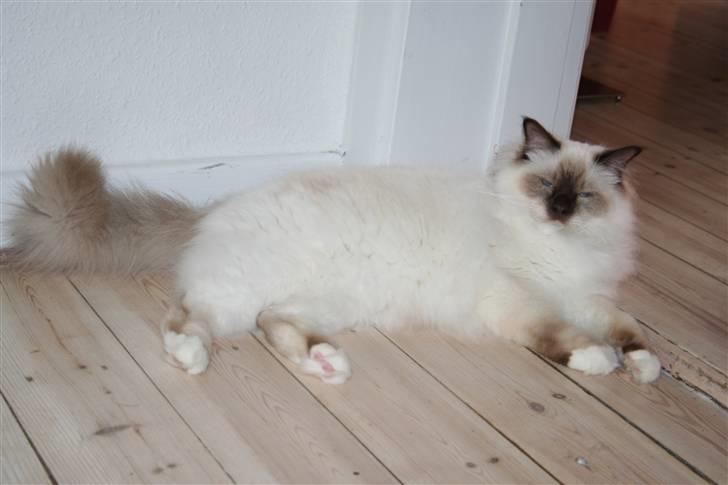 Hellig Birma Isak billede 7