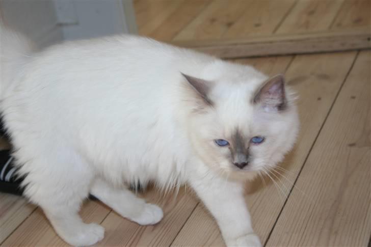 Hellig Birma Skovoys Lea billede 6