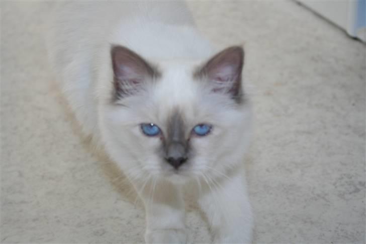 Hellig Birma Skovoys Lea billede 7