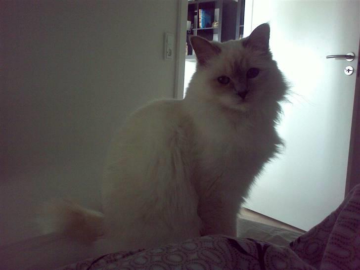 Hellig Birma Bella billede 14