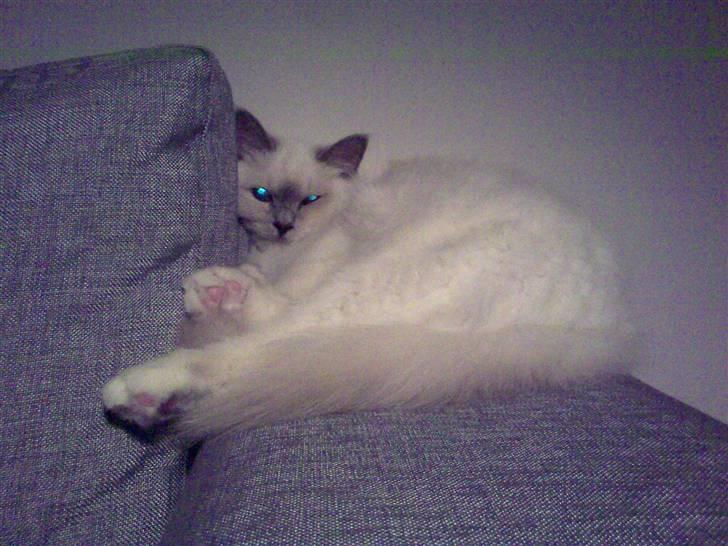 Hellig Birma Bella billede 15