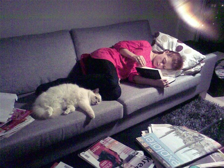 Hellig Birma Bella billede 16