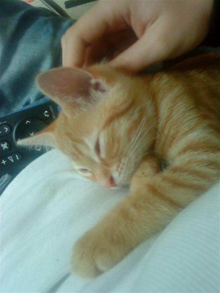 Huskat Garfield - Guffe billede 9