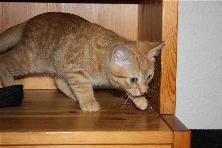 Huskat Garfield - Guffe billede 10