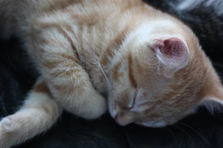 Huskat Garfield - Guffe billede 11