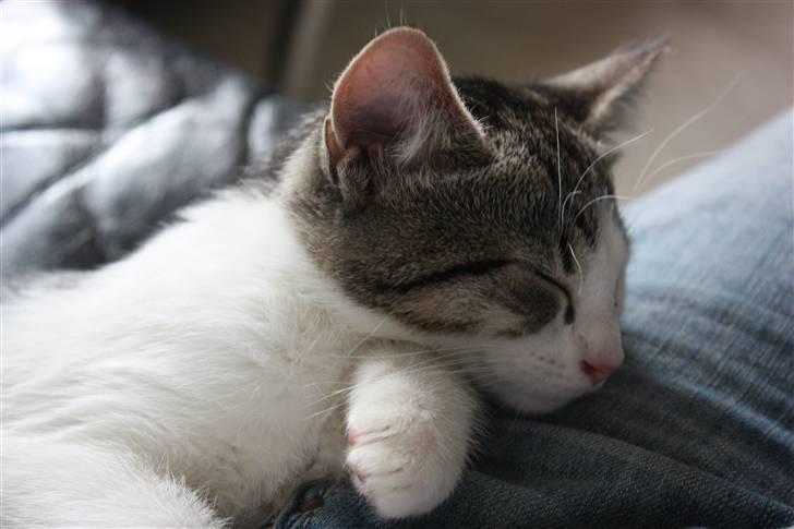 Huskat Malou billede 6