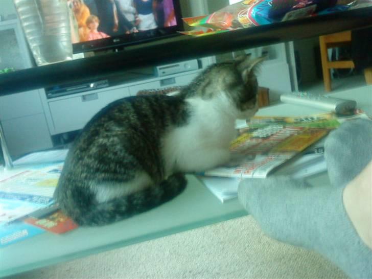 Huskat Malou - Hun elsker at ligge mellem glasplader på vores sofa bord. billede 7