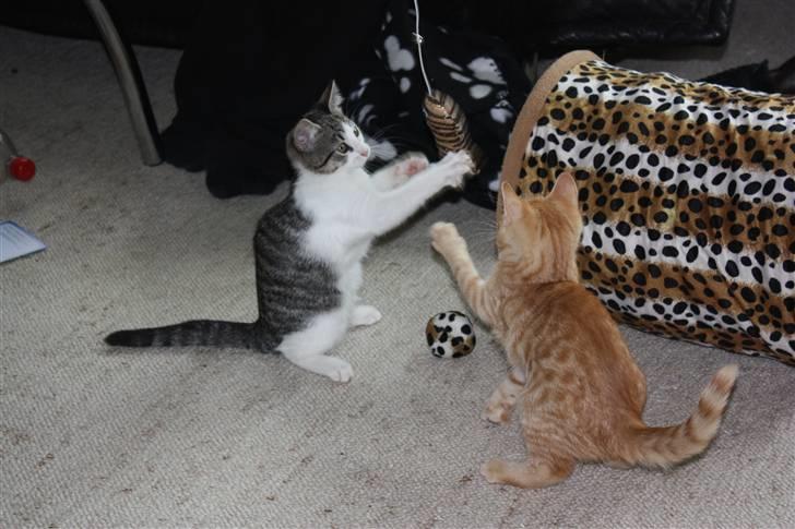 Huskat Malou - Leger med sin bror. billede 8