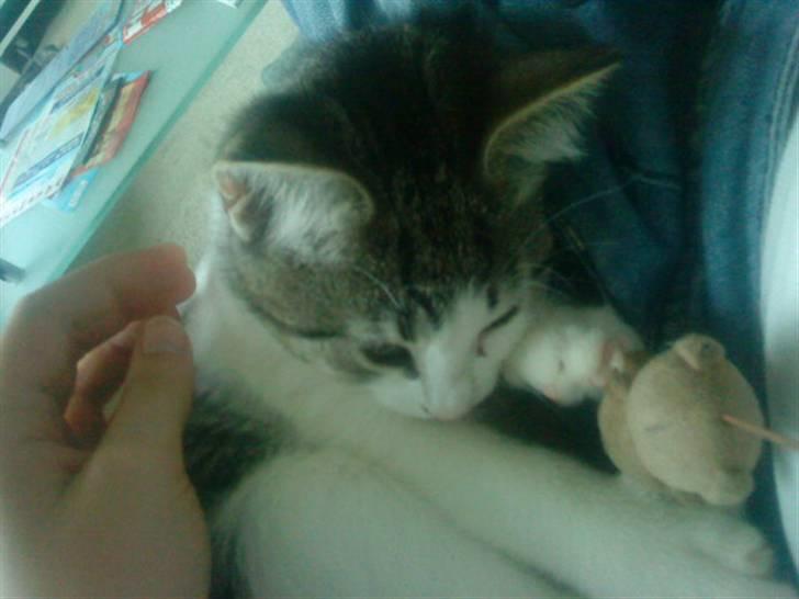 Huskat Malou billede 9