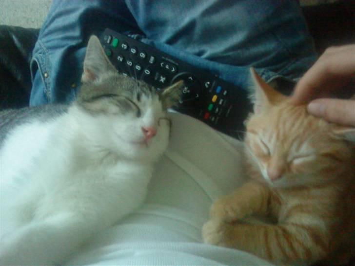 Huskat Malou - Så tog de begge sig lige en lur på mim mave. Lækker følese <3 billede 10