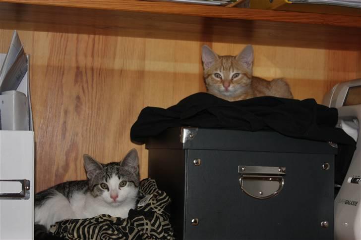 Huskat Malou - Her sover de hver nat. billede 11