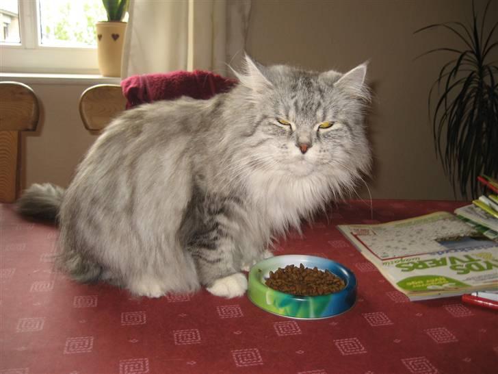 Blanding af racer Fluffy billede 1