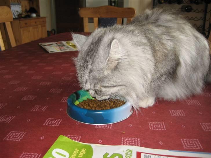 Blanding af racer Fluffy billede 2