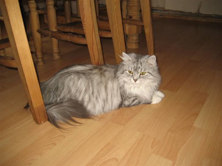 Blanding af racer Fluffy billede 3