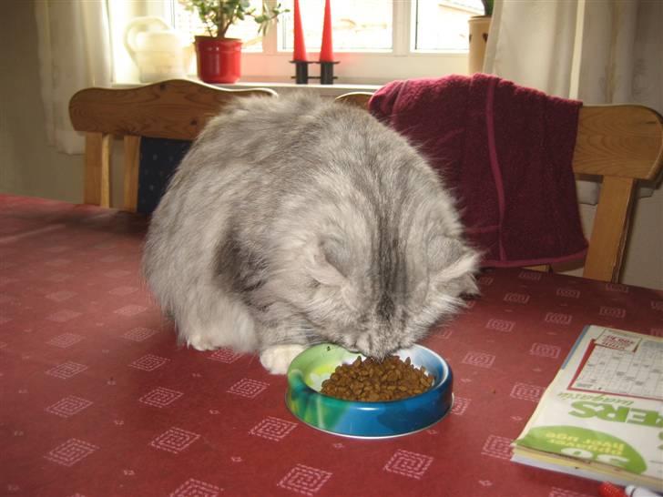 Blanding af racer Fluffy billede 4