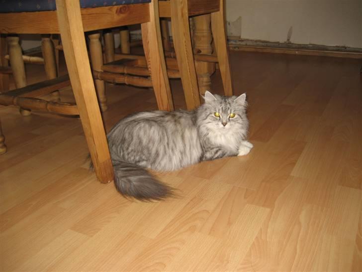 Blanding af racer Fluffy billede 5