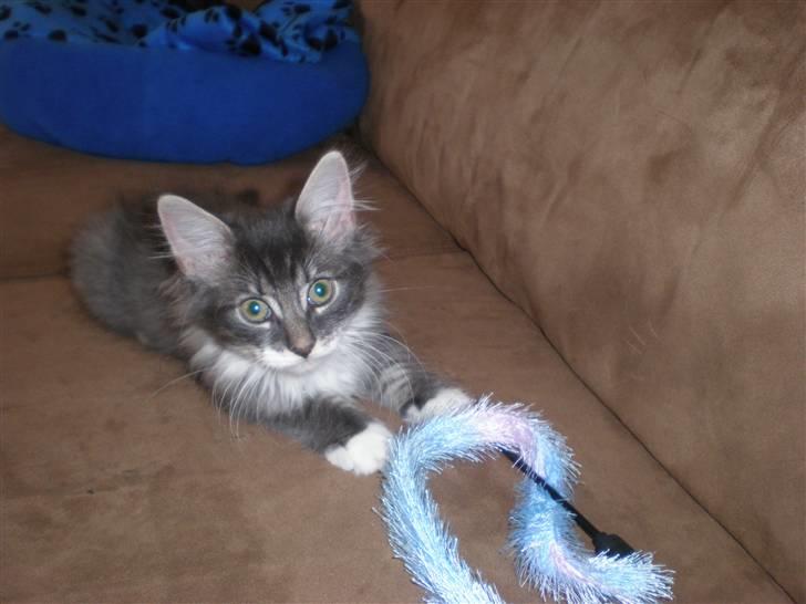 Norsk Skovkat R.I.P Sinus billede 7